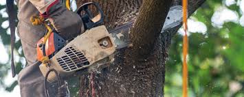 Best Tree Trimming and Pruning  in Bartow, FL