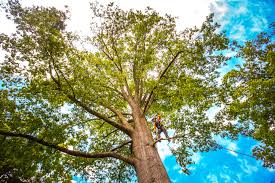 Reliable Bartow, FL Tree Services Solutions